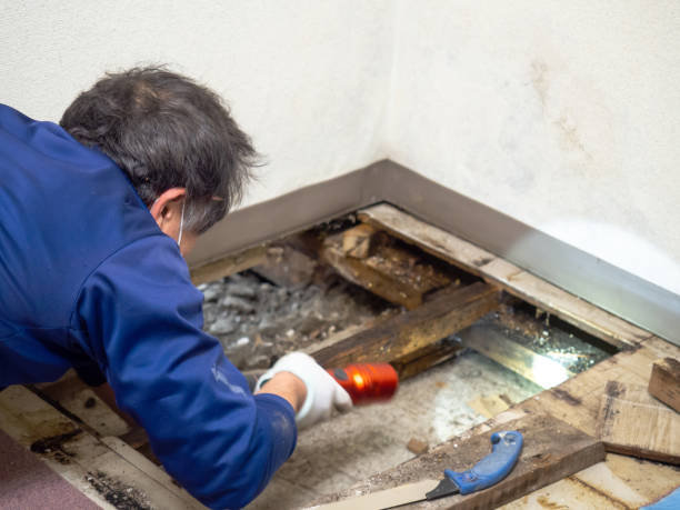 Best Professional Mold Removal  in Wamac, IN