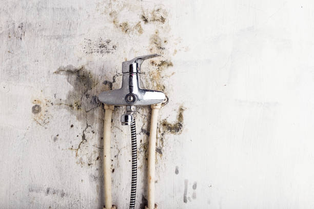 Best Mold Removal Company Near Me  in Wamac, IN