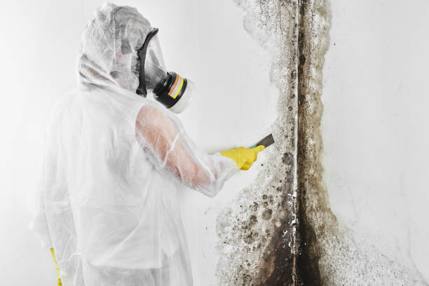 Best Best Mold Removal Companies  in Wamac, IN