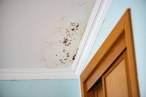 Best Attic Mold Removal  in Wamac, IN
