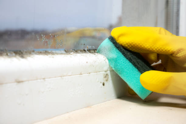 Best Crawl Space Mold Removal  in Wamac, IN