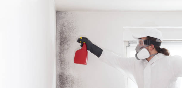 Best Residential Mold Removal  in Wamac, IN