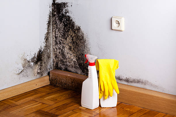 Office Mold Removal Services in Winamac, IN