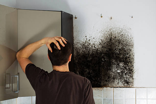 Best Local Mold Removal Service  in Wamac, IN